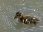 FZ006045 Duckling.jpg